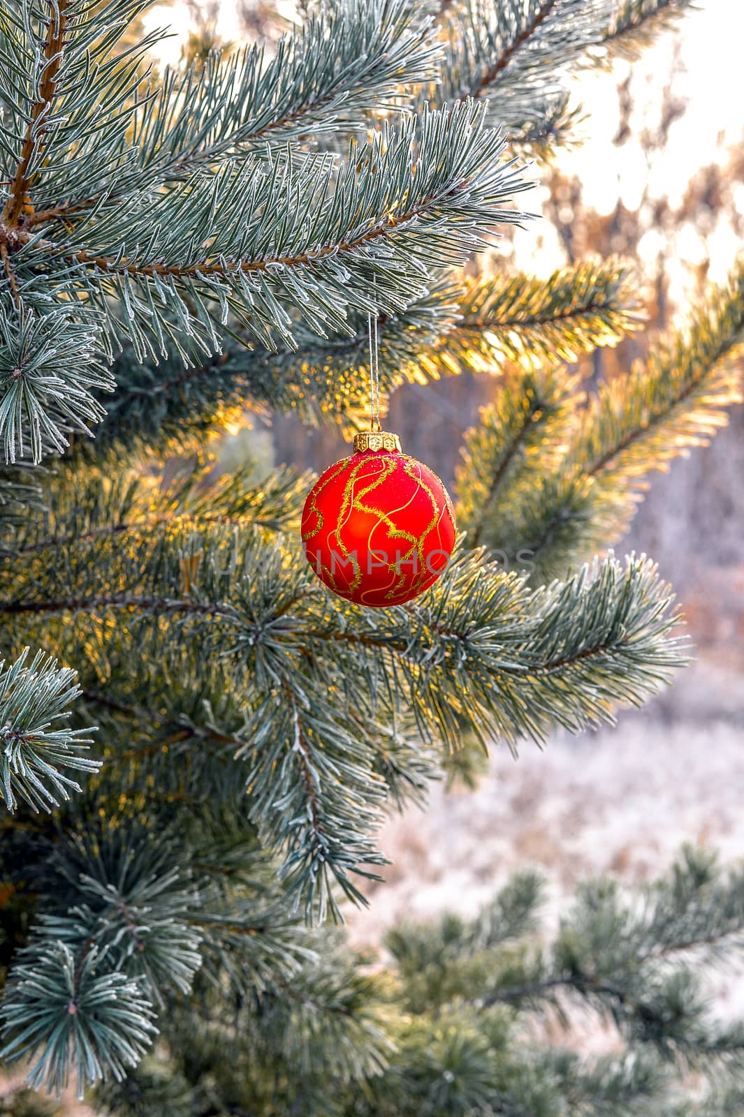 New Year's ball hanging on a branch of a Christmas tree in the forest.