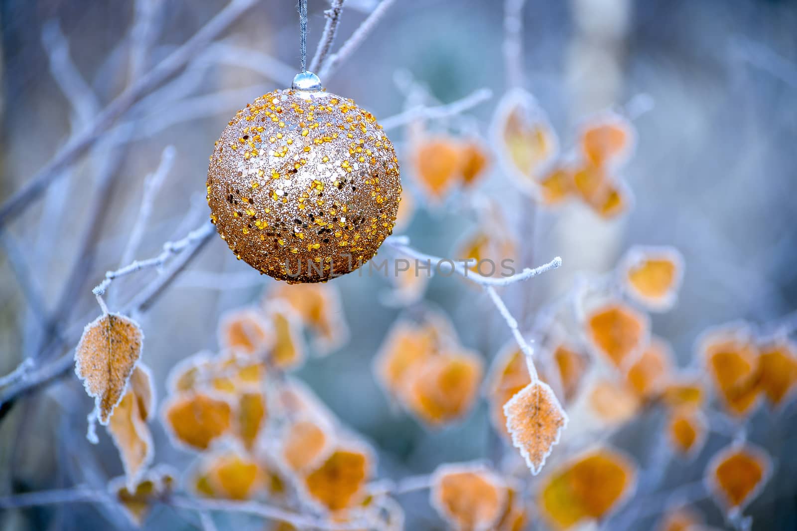 New Year's ball hanging on a branch of a Christmas tree in the forest.
