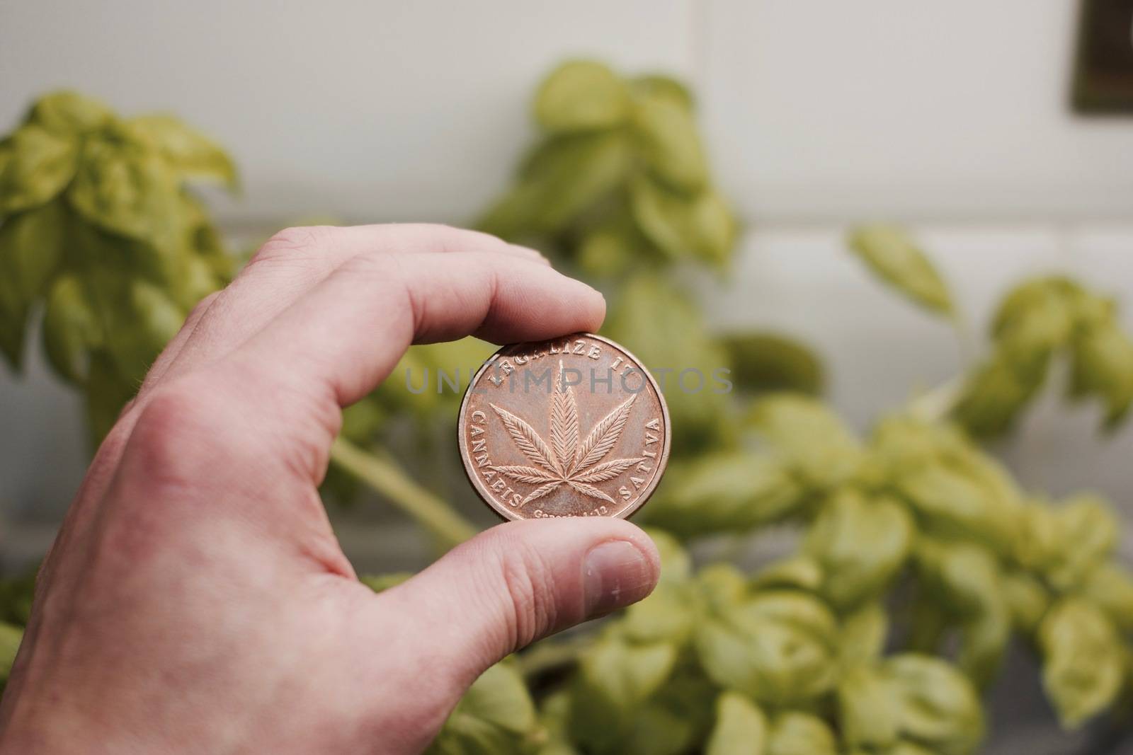 Physical brass marijuana coin in hand over the chives in the kitchen. Natural weed concept.