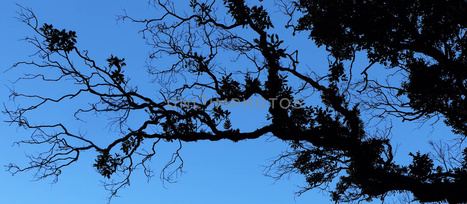 Tropical vegetation against the sky as a silhouette in a moist mountain forest in Nepal