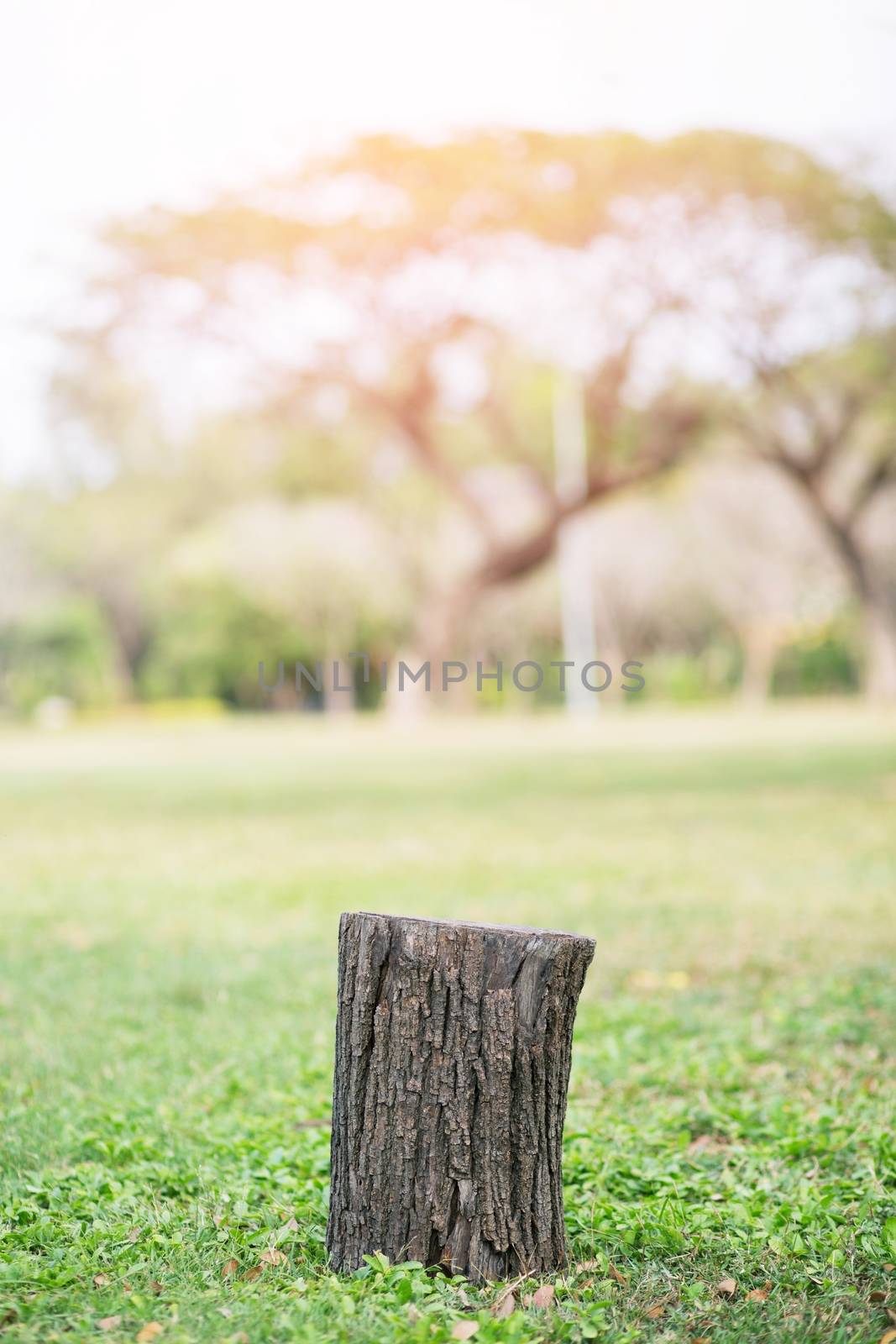 stump on green grass and Behind garden the big trees. by boytaro1428@gmail.com