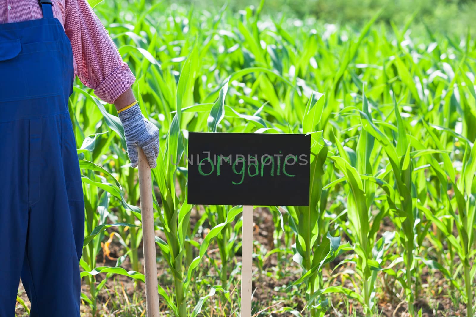 Farmer standing in front of the organic maize field by wellphoto