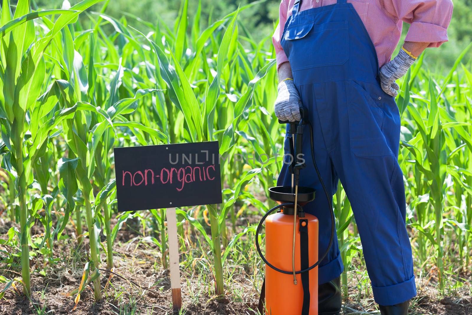 Farmer standing in front of the non-organic corn field