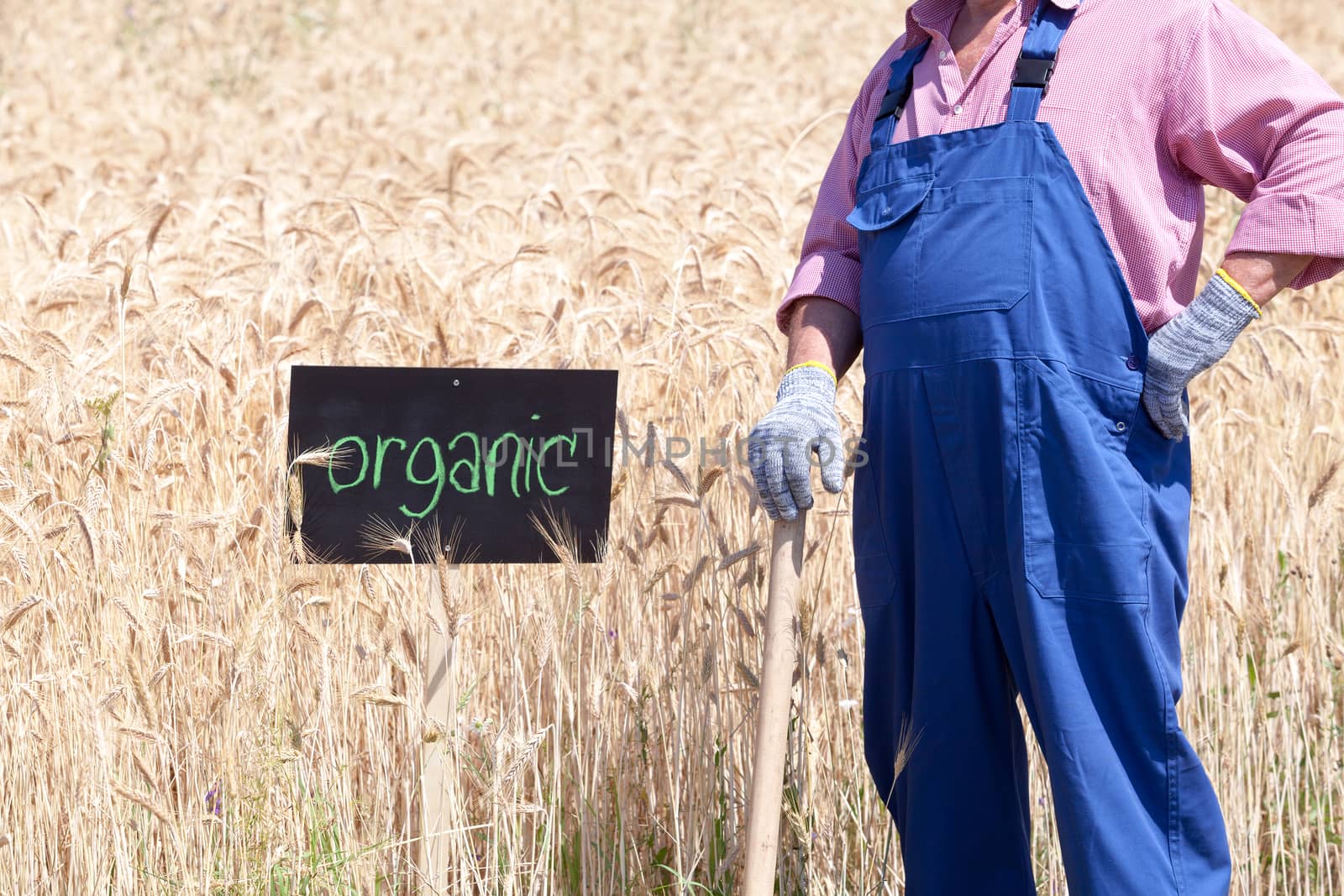 Organic wheat field by wellphoto