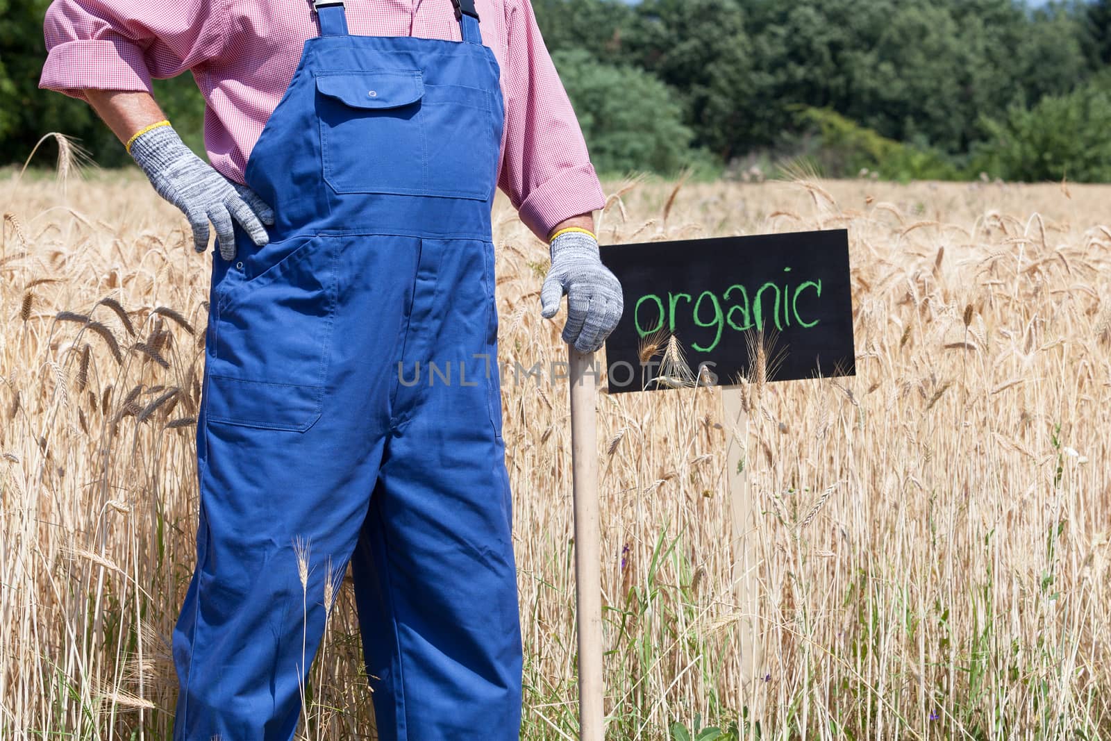 Farmer standing in front of the organic wheat field