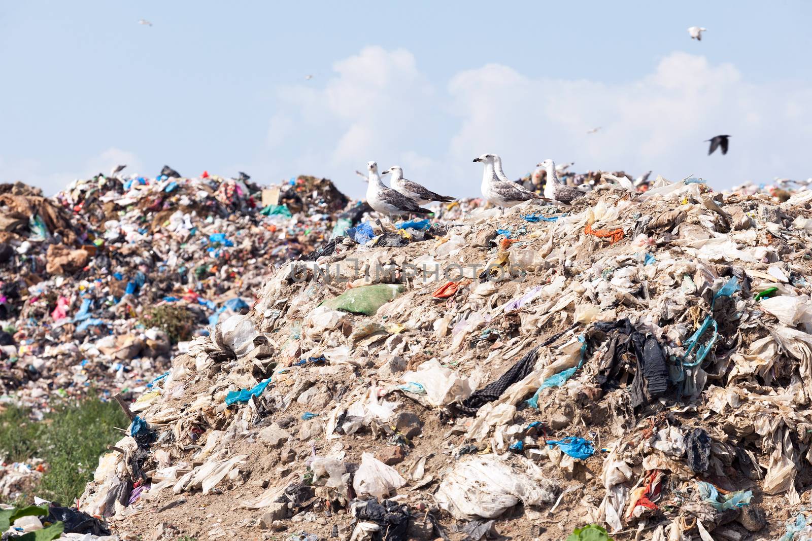 Seagulls standing on the waste at the garbage dump