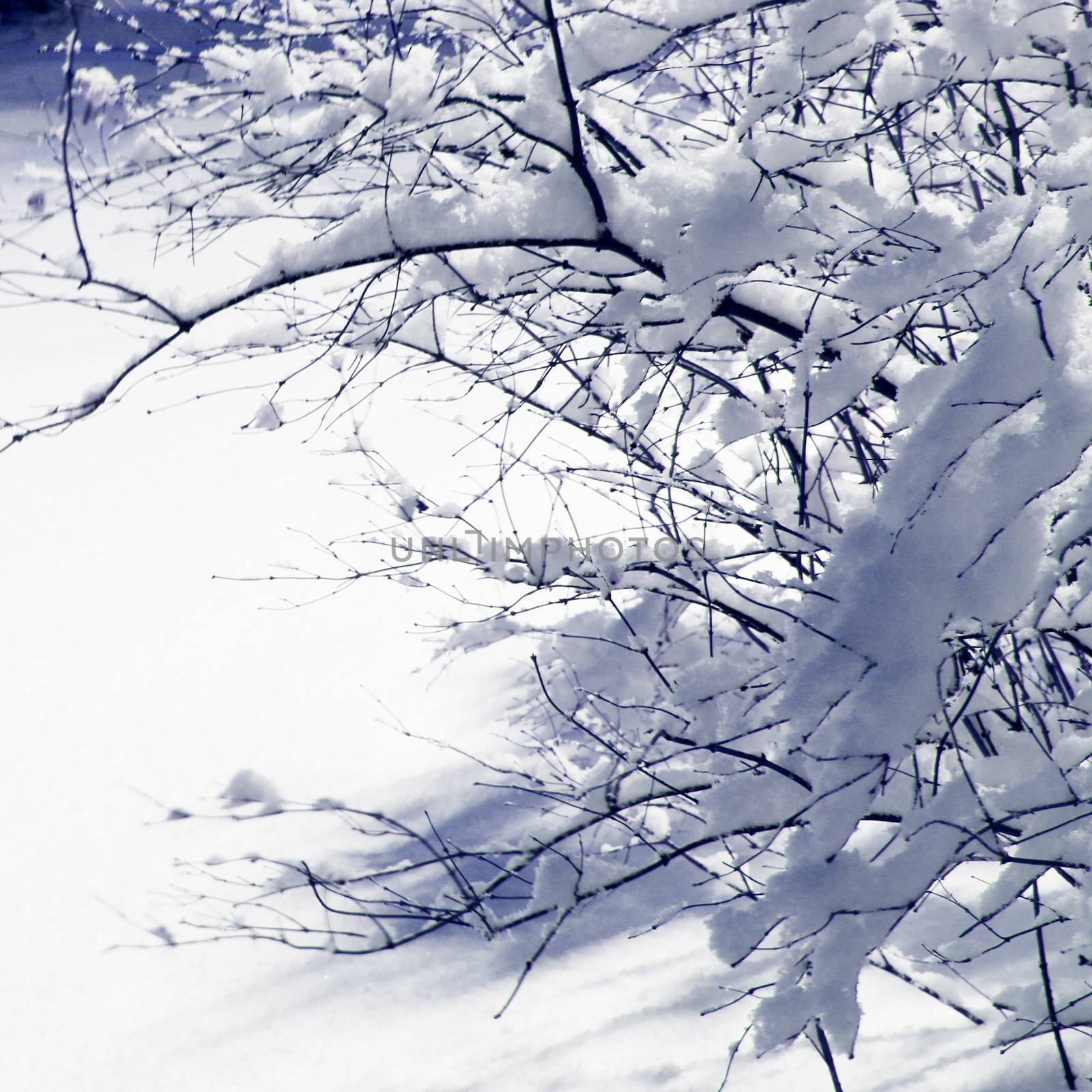 Branches covered with snow by destillat