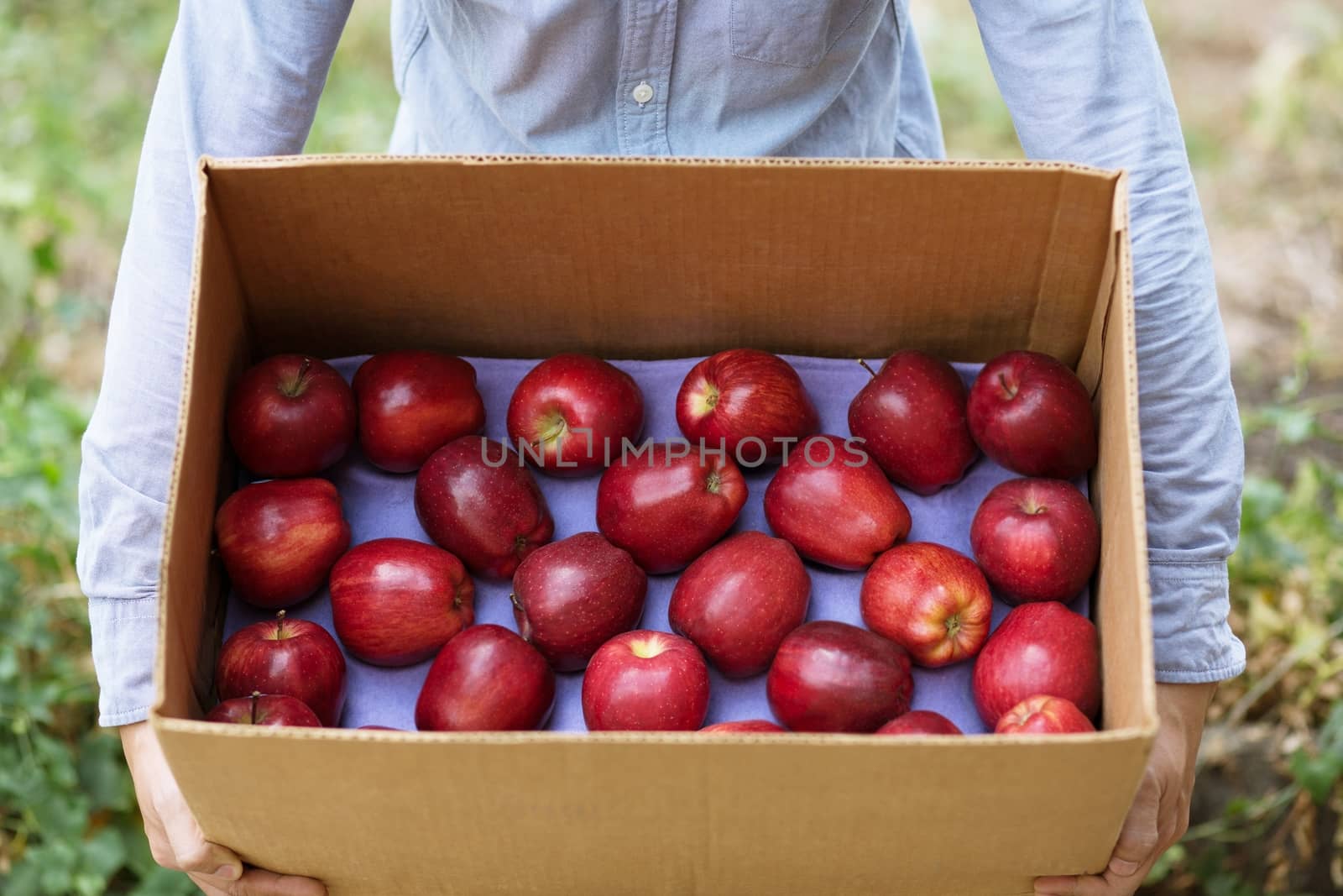 A group of red apples that are fresh in a box.The output of the gardeners. Prepare product packs for delivery to customers.