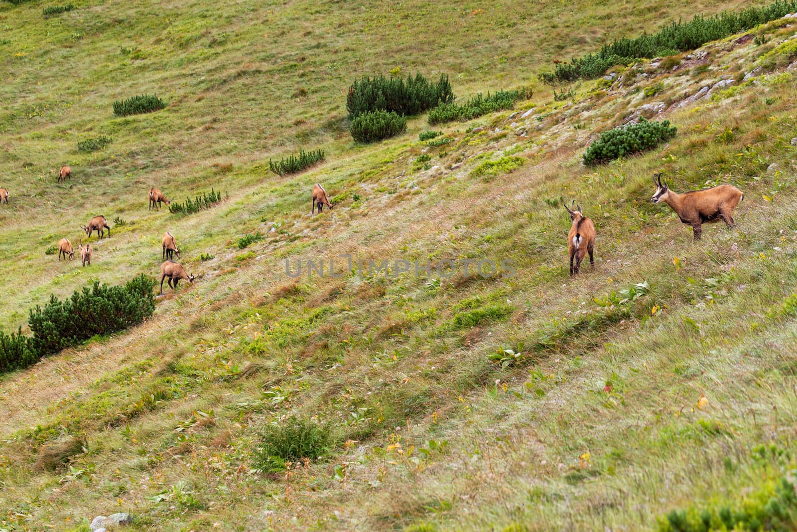 Tatra chamois in Hight Tatras by igor_stramyk