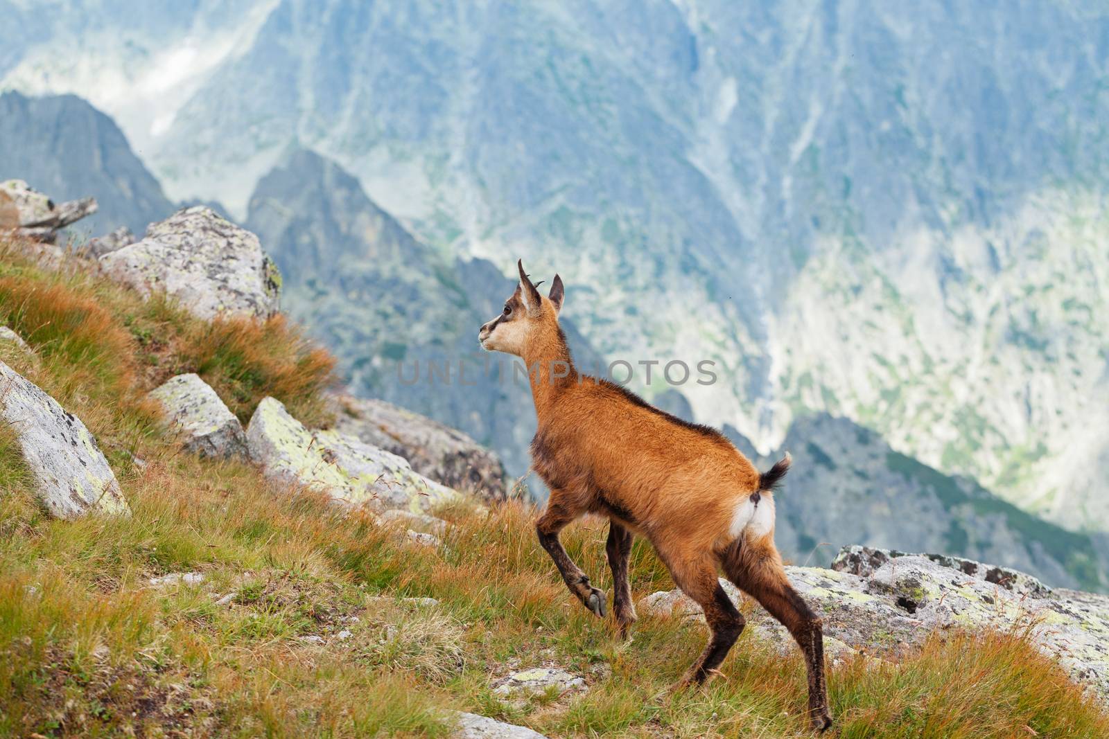 Tatra chamois in wilde environment on the background of mountains. Hight Tatras, Slovakia, Europe