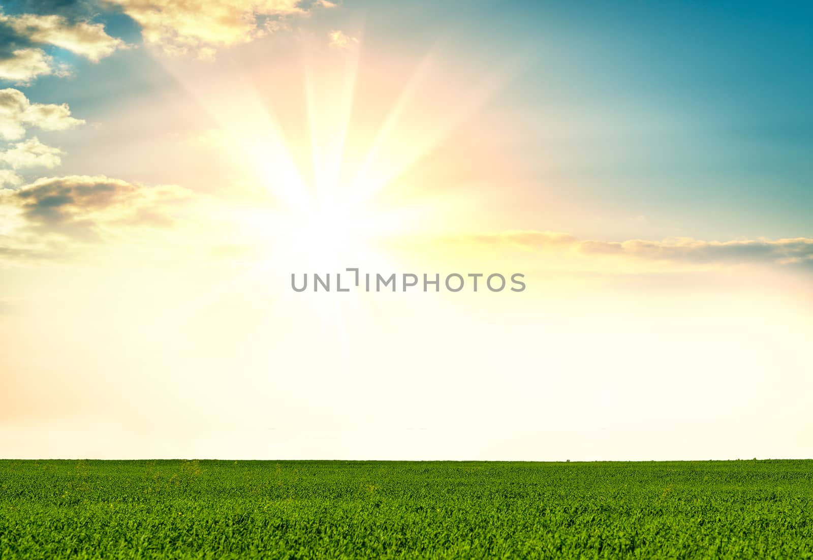 Green grass on background beautiful sunset orv sunrise