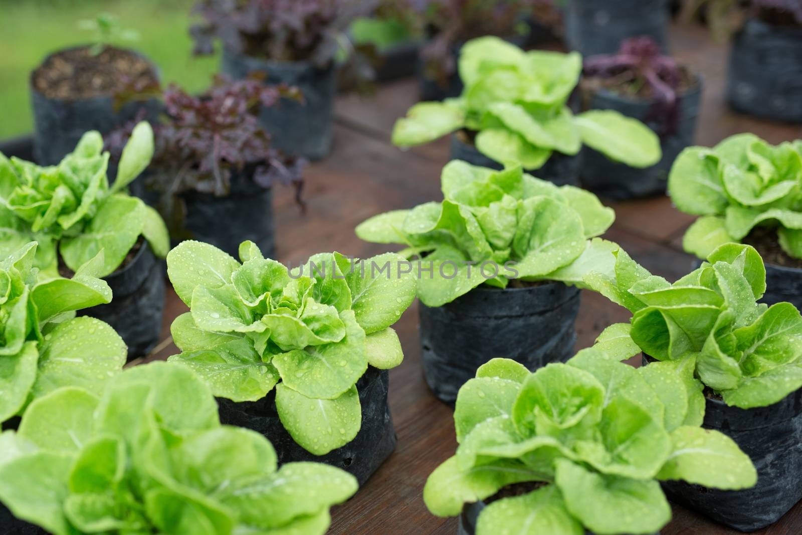 rain mist Make fresh vegetable leaf Lettuce crops salad plant, hydroponic vegetable leaves is planted in a garden.