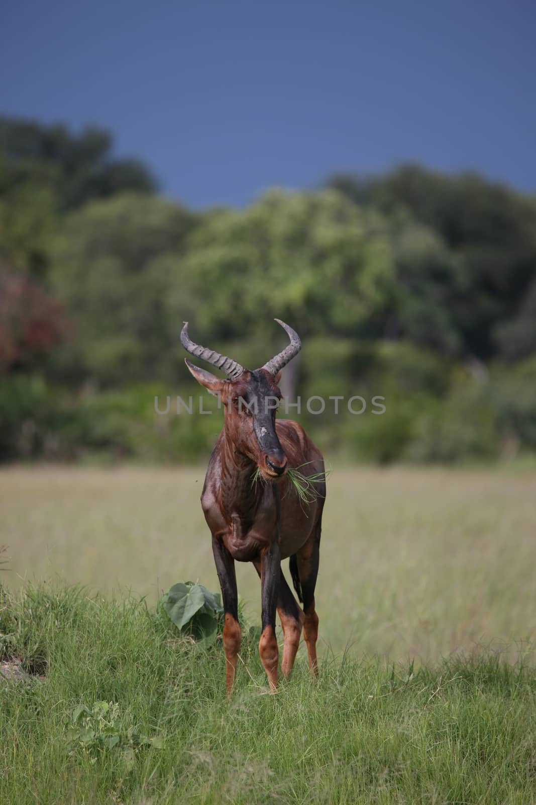 Wild Tsessebe Antelope in African Botswana savannah by desant7474