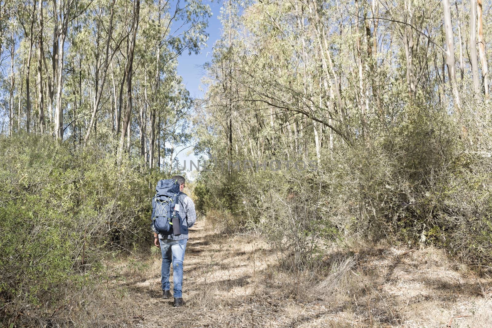 Hiker in the Sardinian eucalyptus forest.
