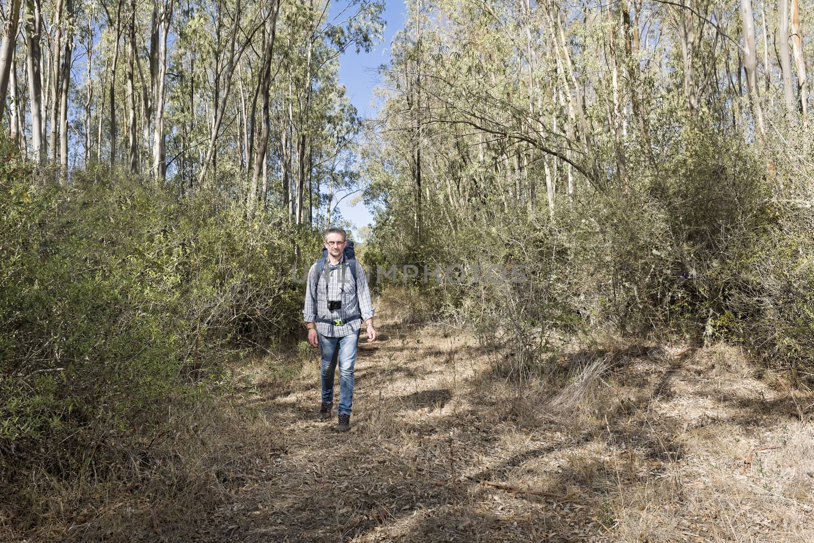 Hiker in the Sardinian Forest of eucalyptus with mirrorless camera