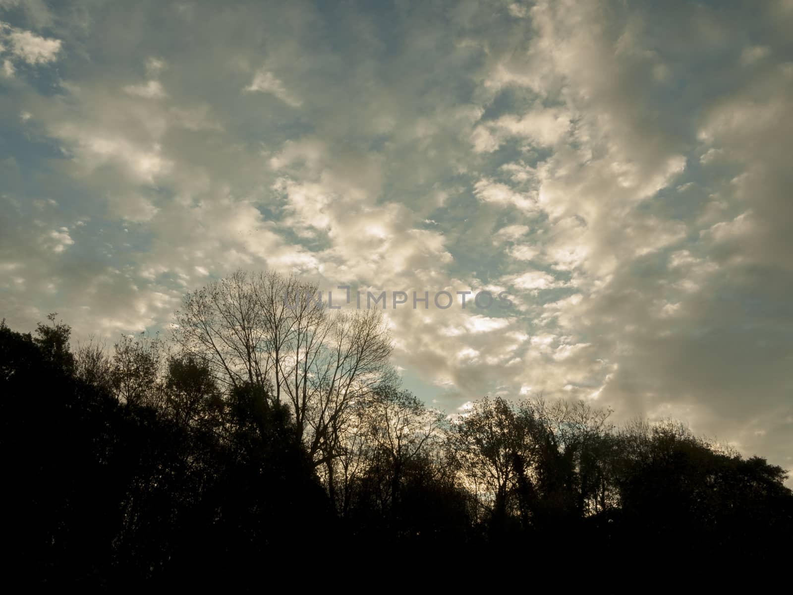 beautiful autumn morning sun rise back lit tree silhouette sky line clouds; essex; england; uk