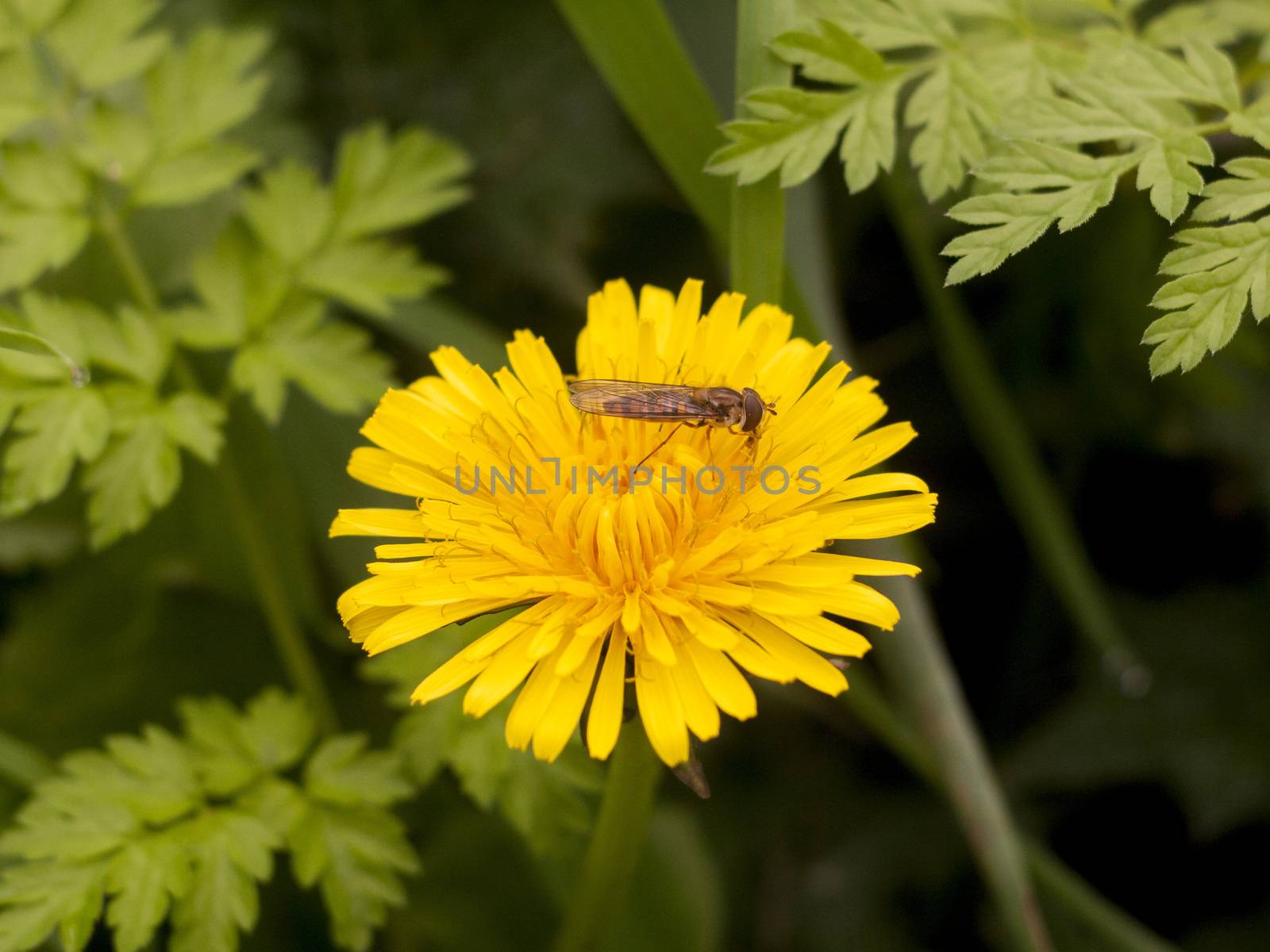 beautiful close up of yellow dandelion summer flower bloom with fly on top; essex; england; uk