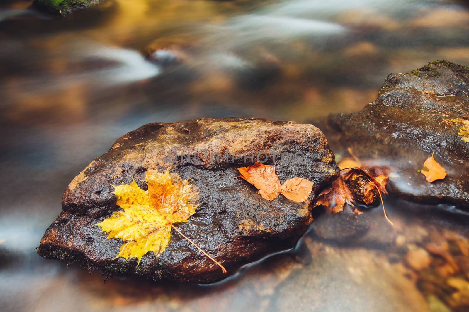 stone in river Kamenice in autumn with long exposure, Bohemian Switzerland, Czech Republic