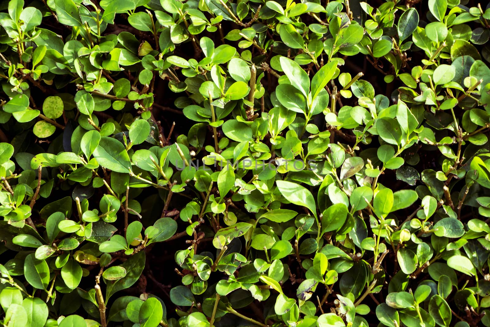 Green hedge leaves and branches in sunlight.