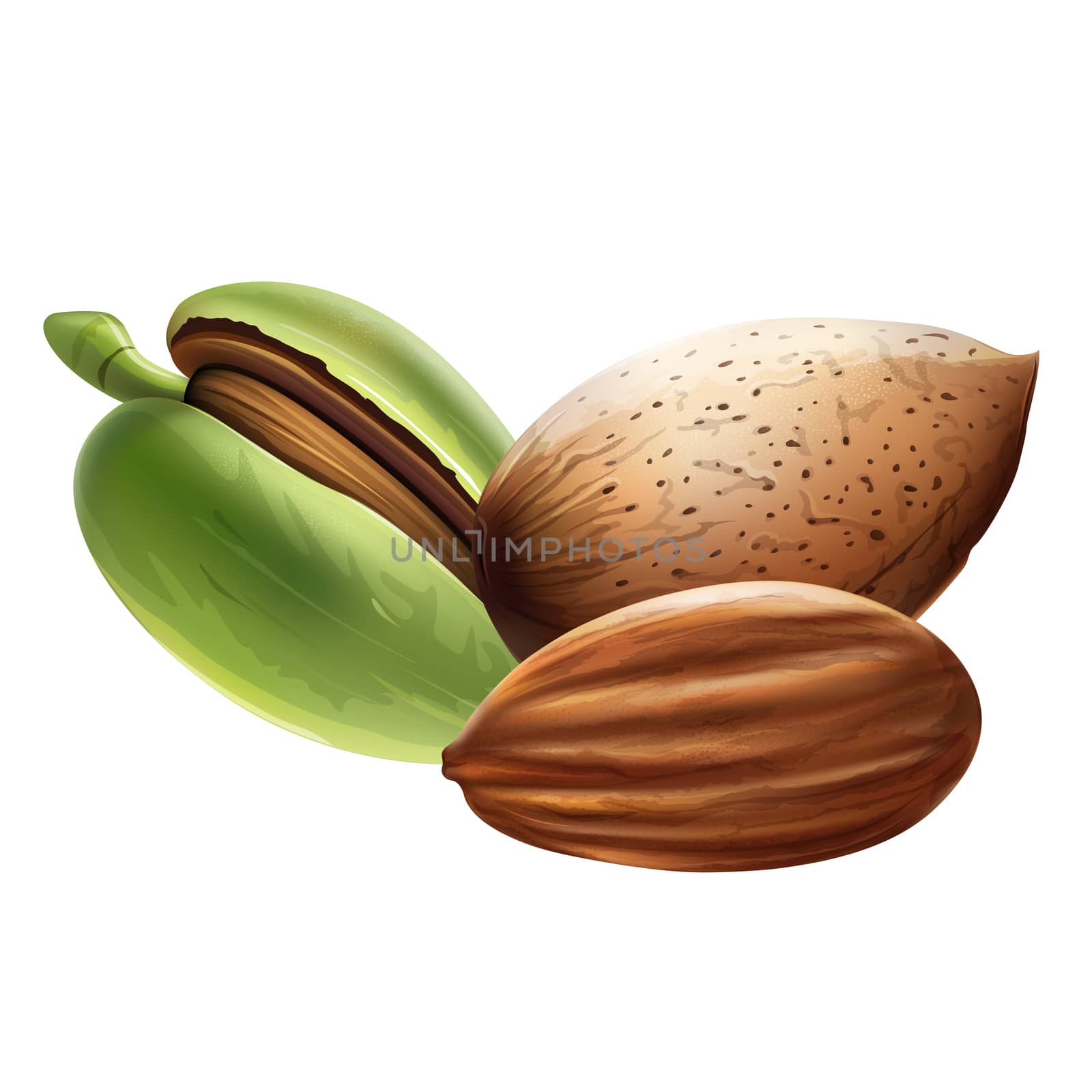Almond isolated illustration on white background.