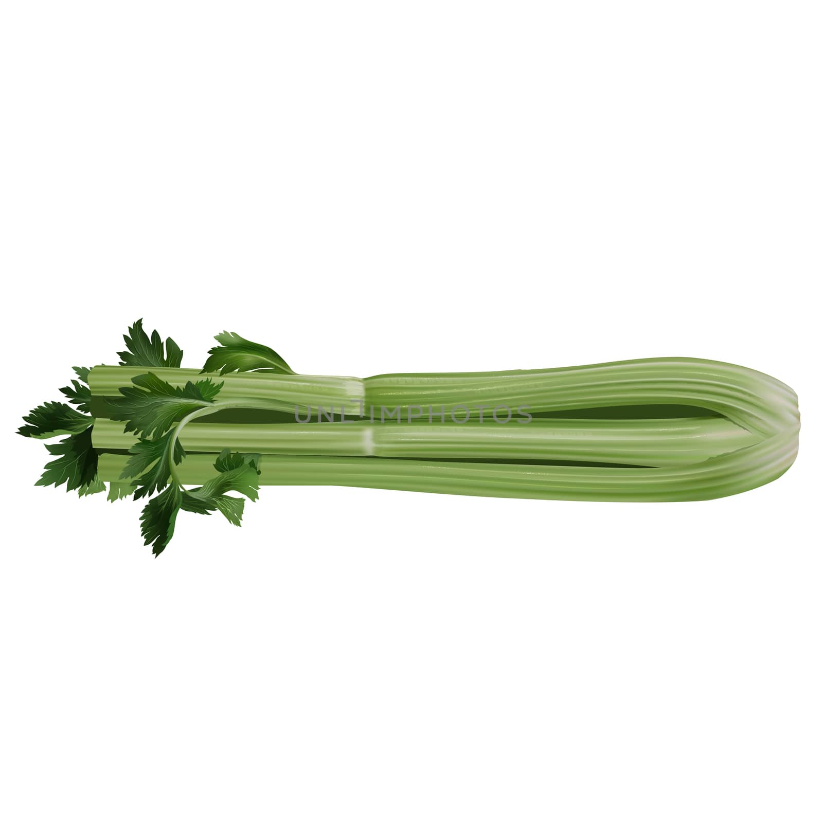 Celery on white background by ConceptCafe
