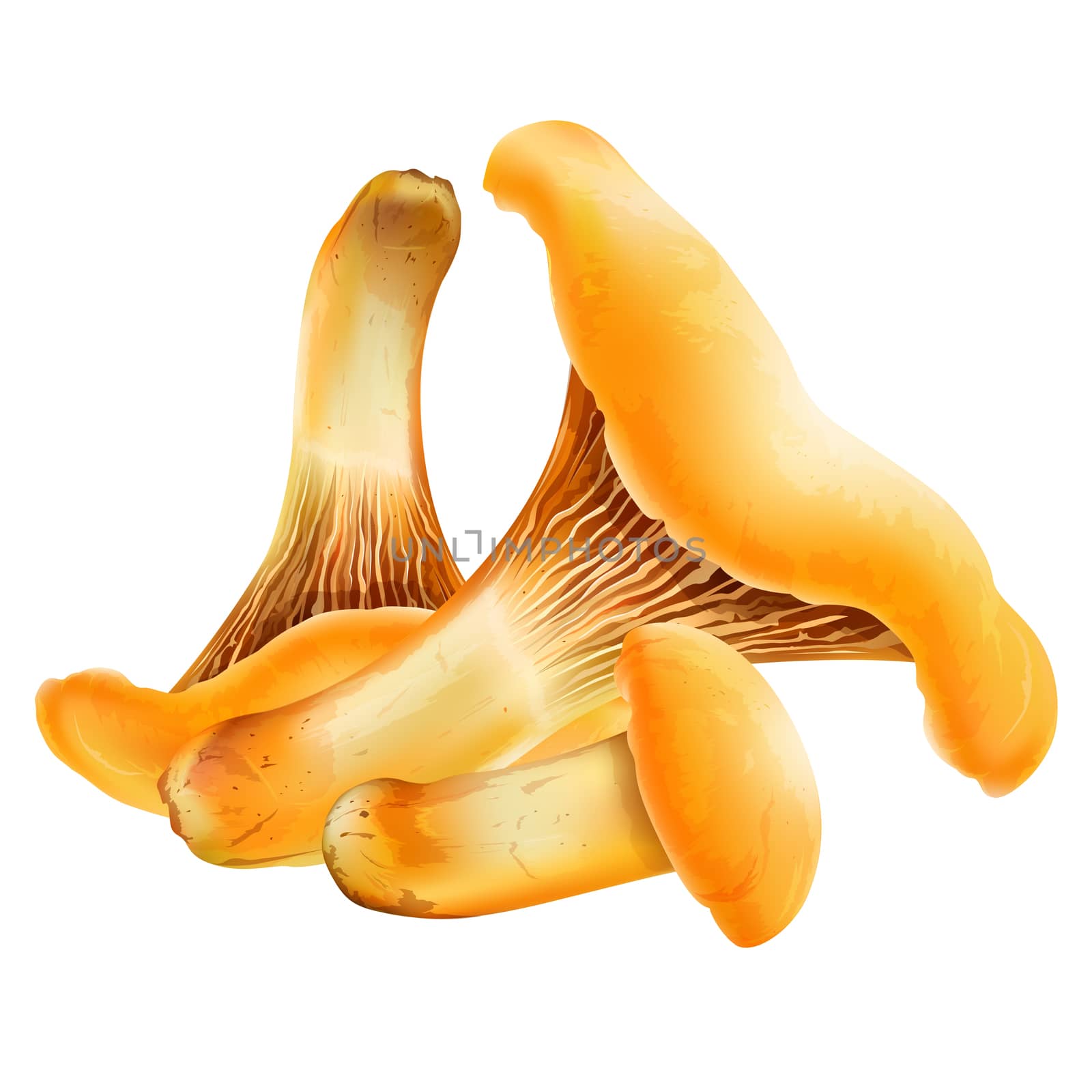 Chanterelles on white background by ConceptCafe