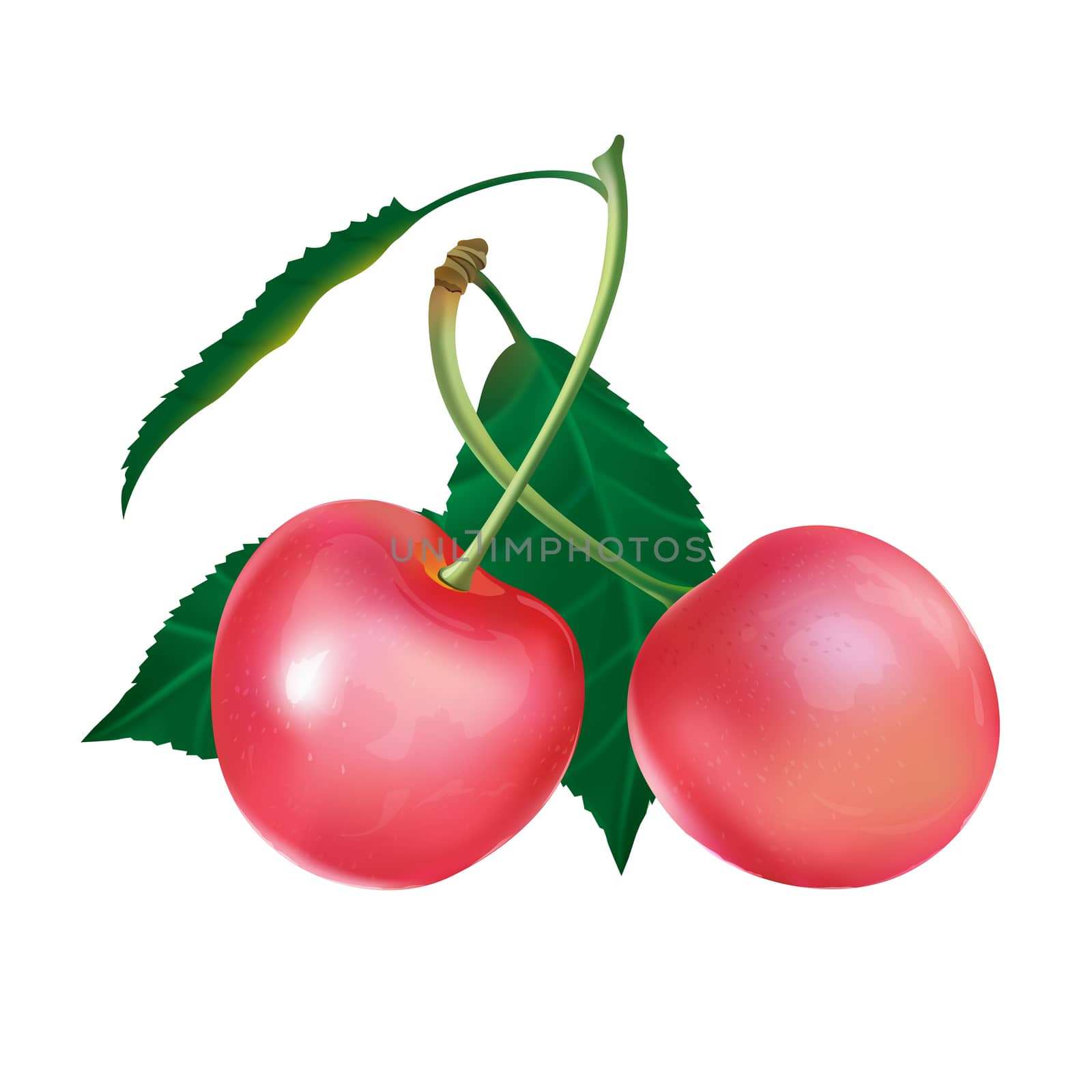 Pink Cherry on white background by ConceptCafe