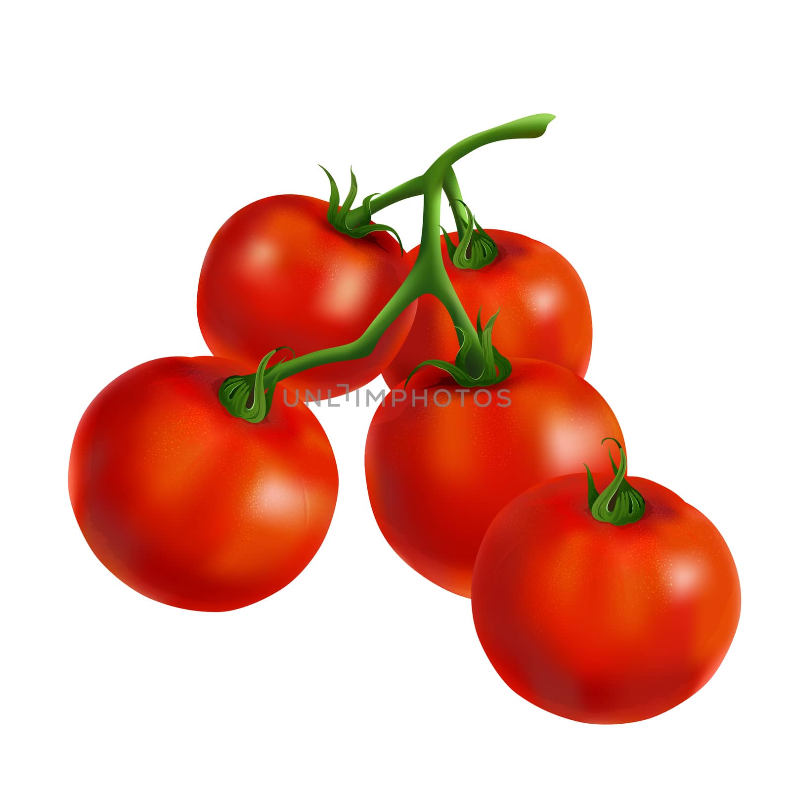 Cherry tomatoes. Isolated illustration on white background.