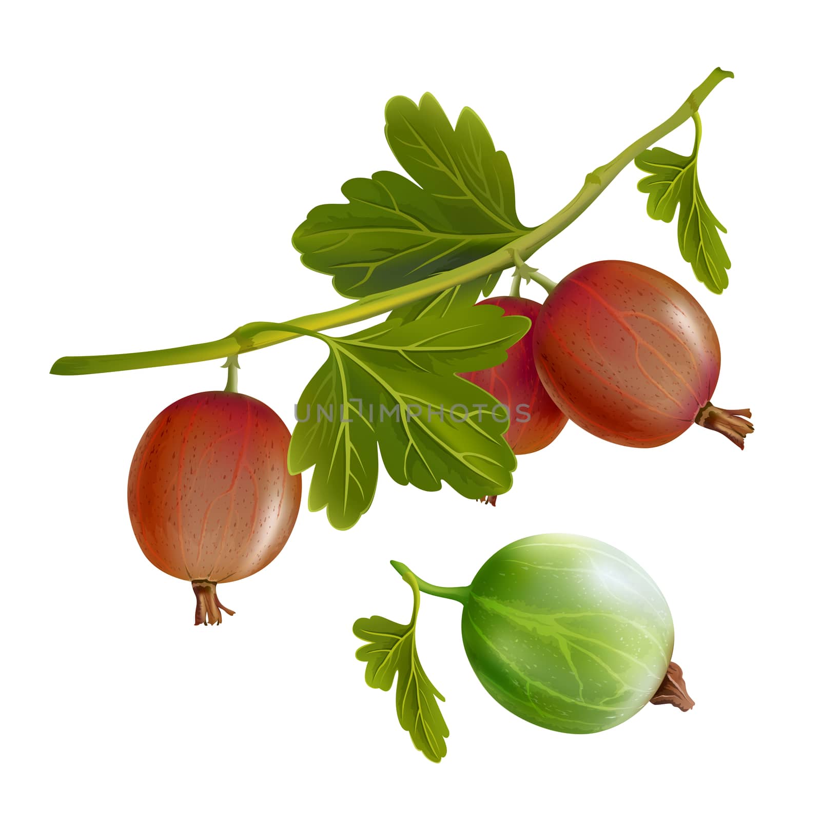Gooseberries with leaves. Isolated illustration on white background.