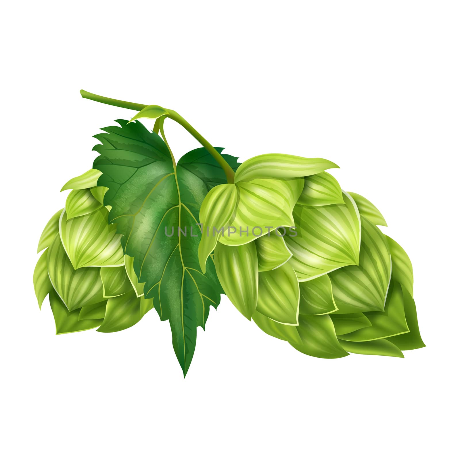 Hops on white background by ConceptCafe