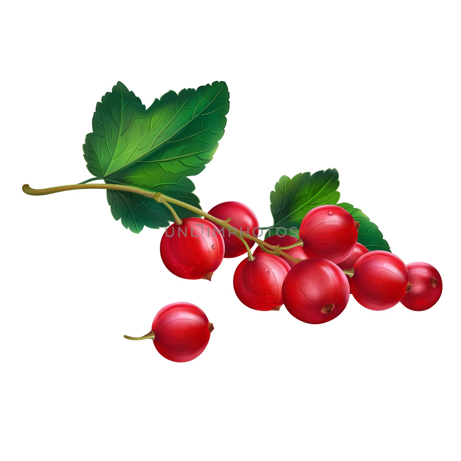 Red currant on white background by ConceptCafe