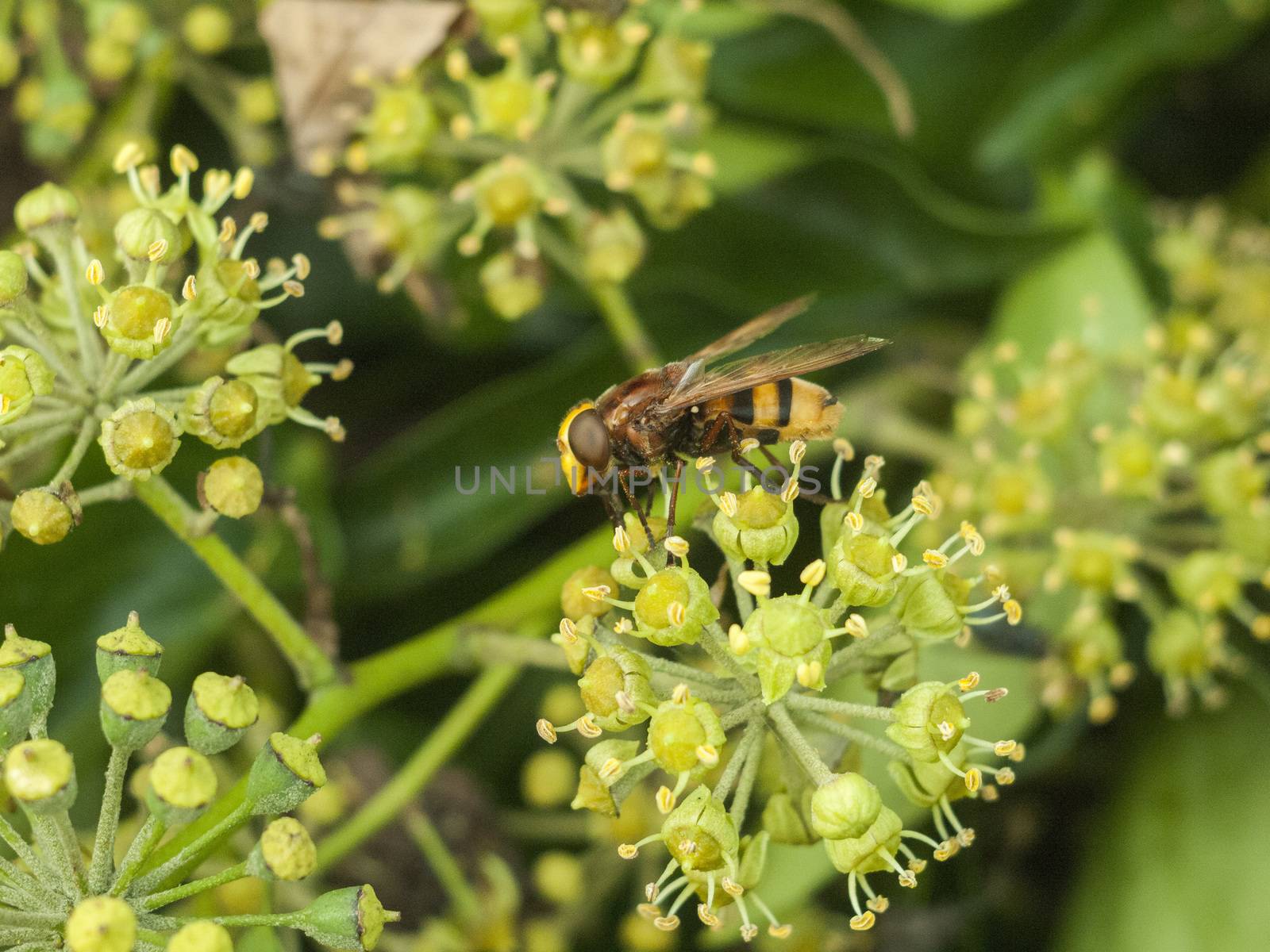 large hover fly up close on flower autumn insects; essex; england; uk