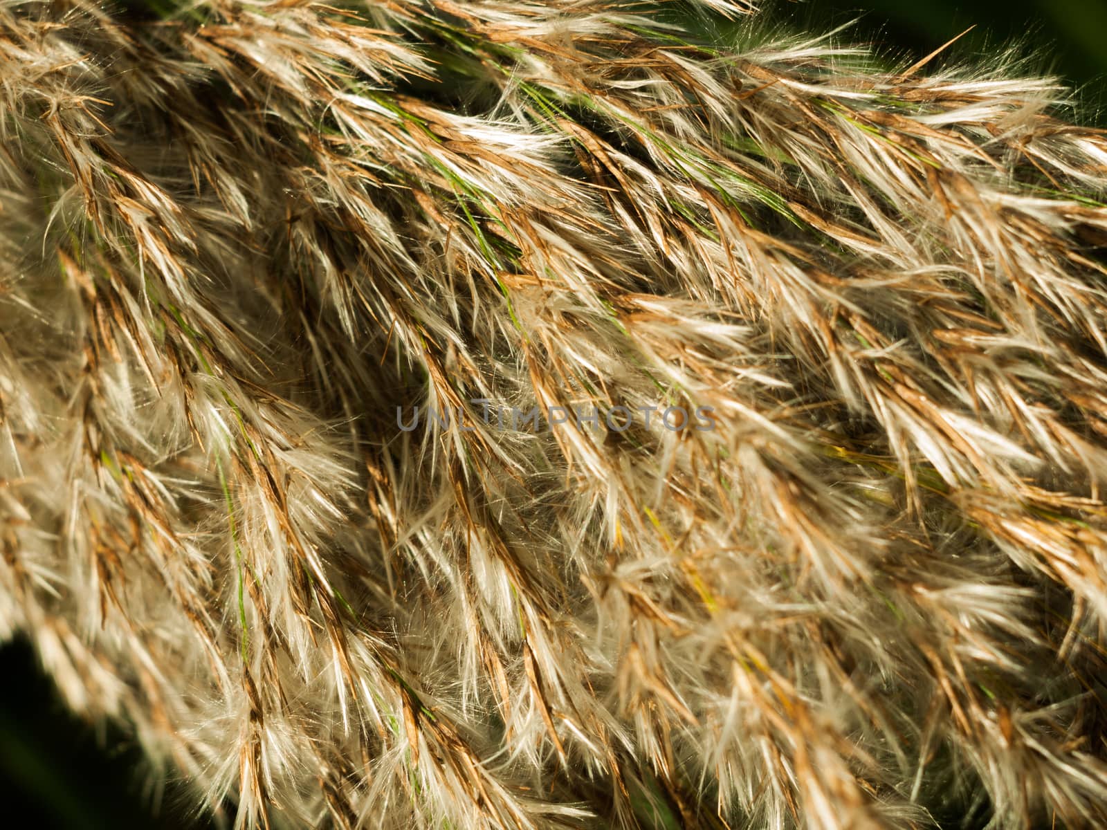 beautiful close up of reed grass texture tops; essex; england; uk