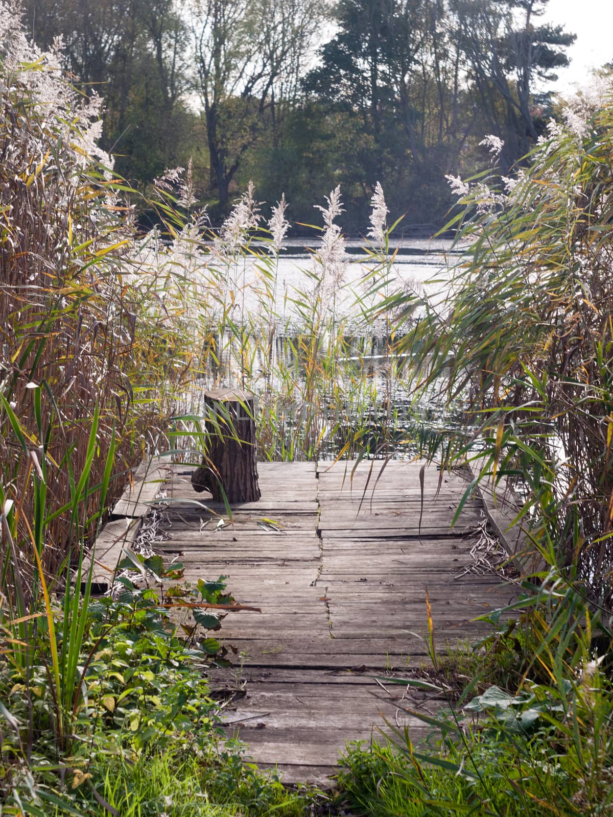 beautiful reeds pontoon wooden platform fishing lake empty; essex; england; uk