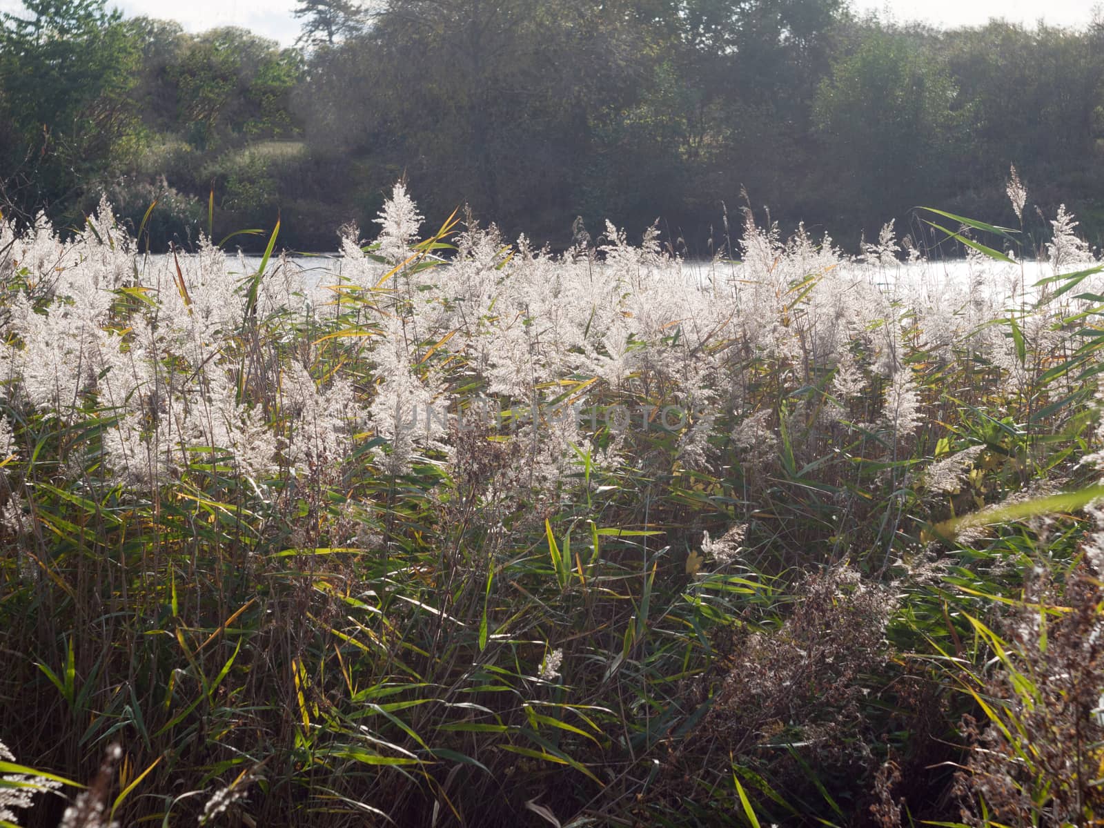 beautiful close up reed tops in autumn day light pond side; essex; england; uk