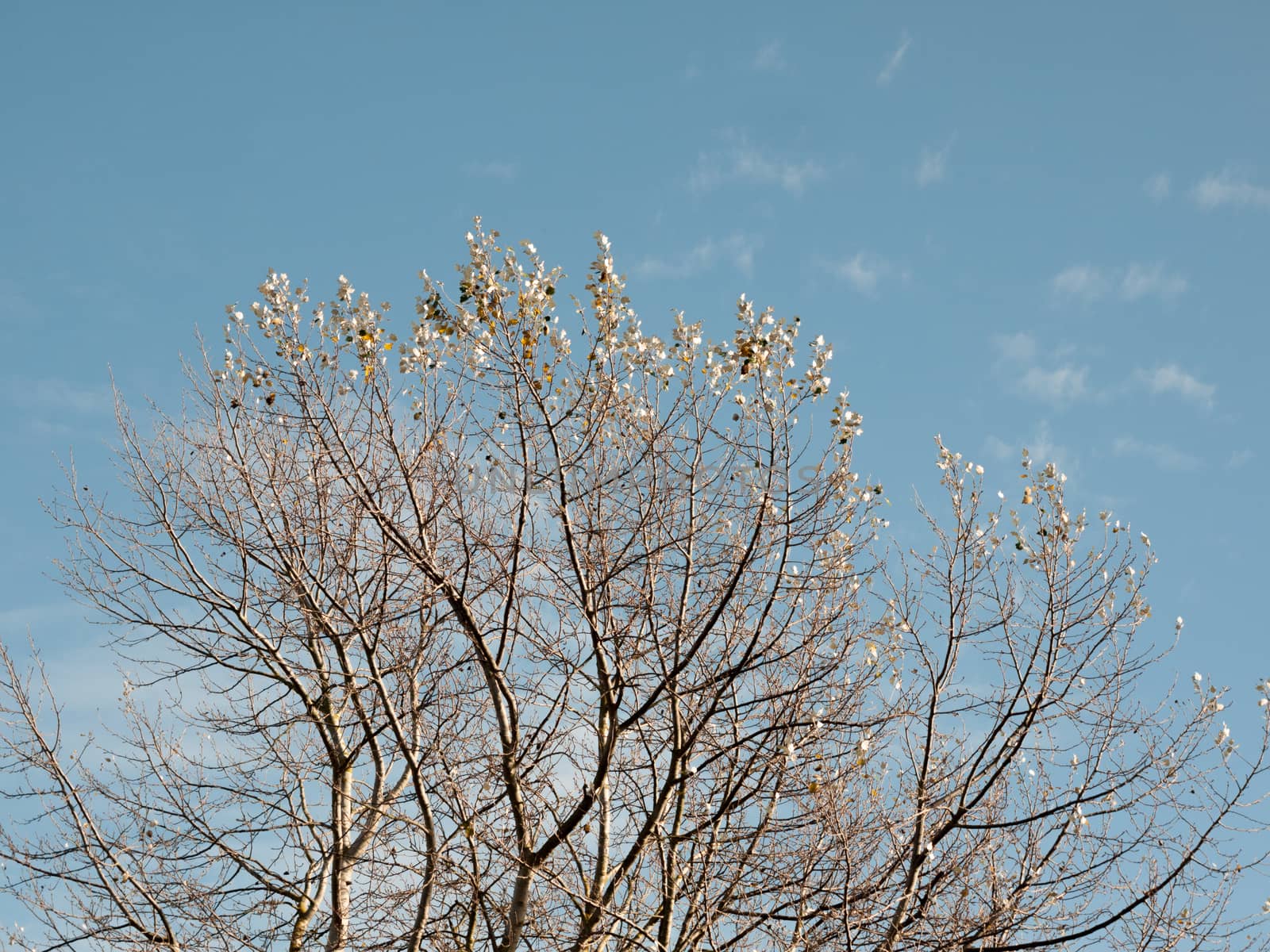 beautiful bare autumn branches in cloudy sky background; essex; england; uk