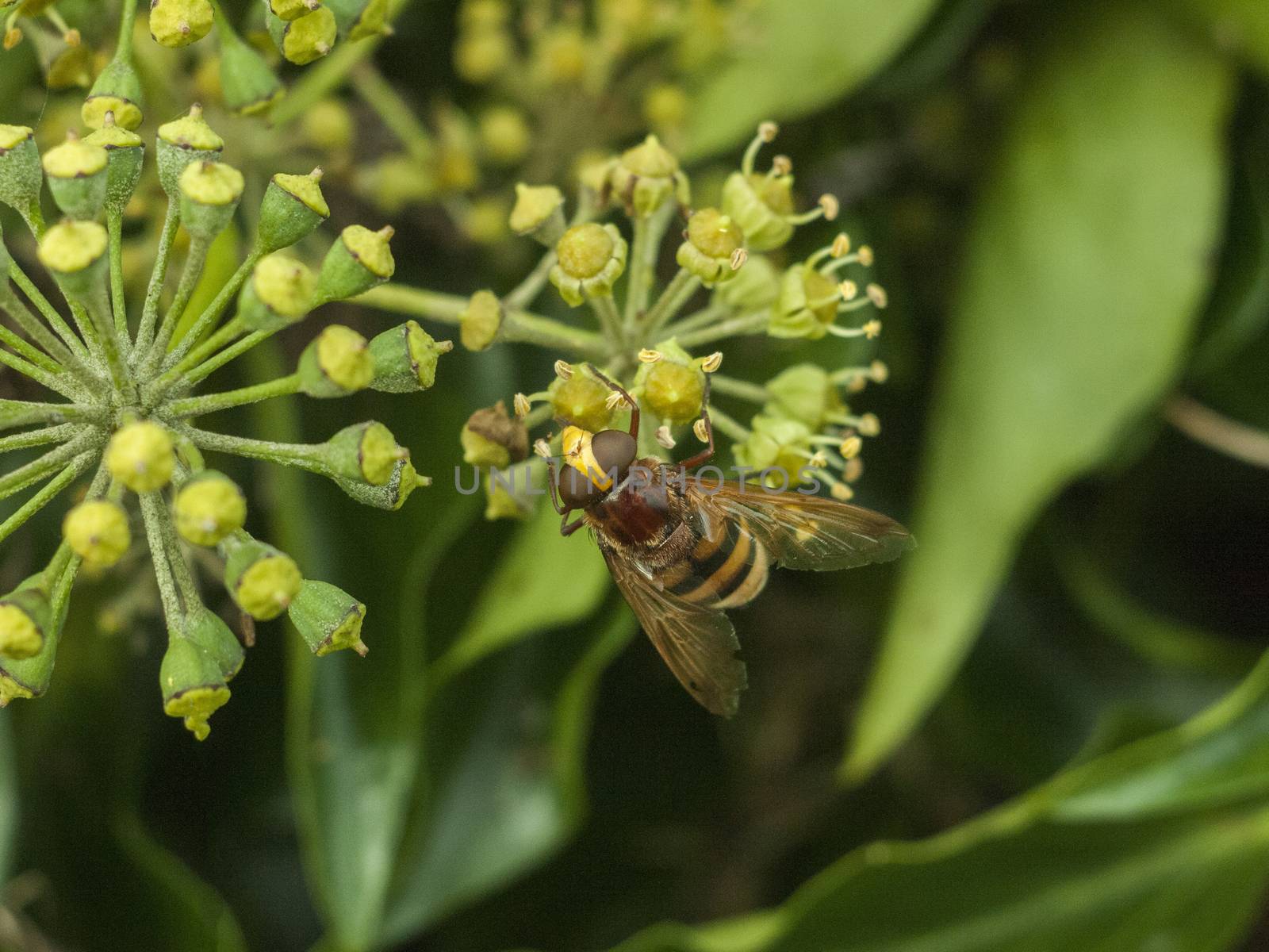 large hover fly up close on flower autumn insects; essex; england; uk