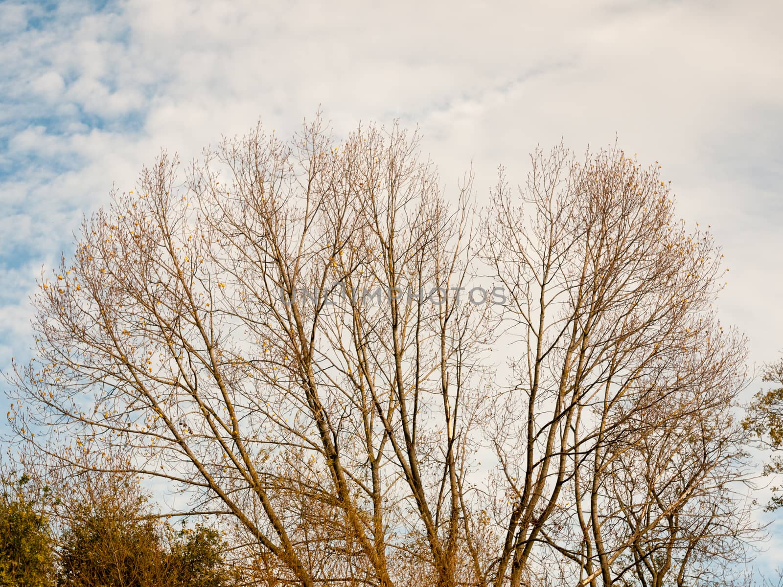 beautiful bare autumn branches in cloudy sky background; essex; england; uk