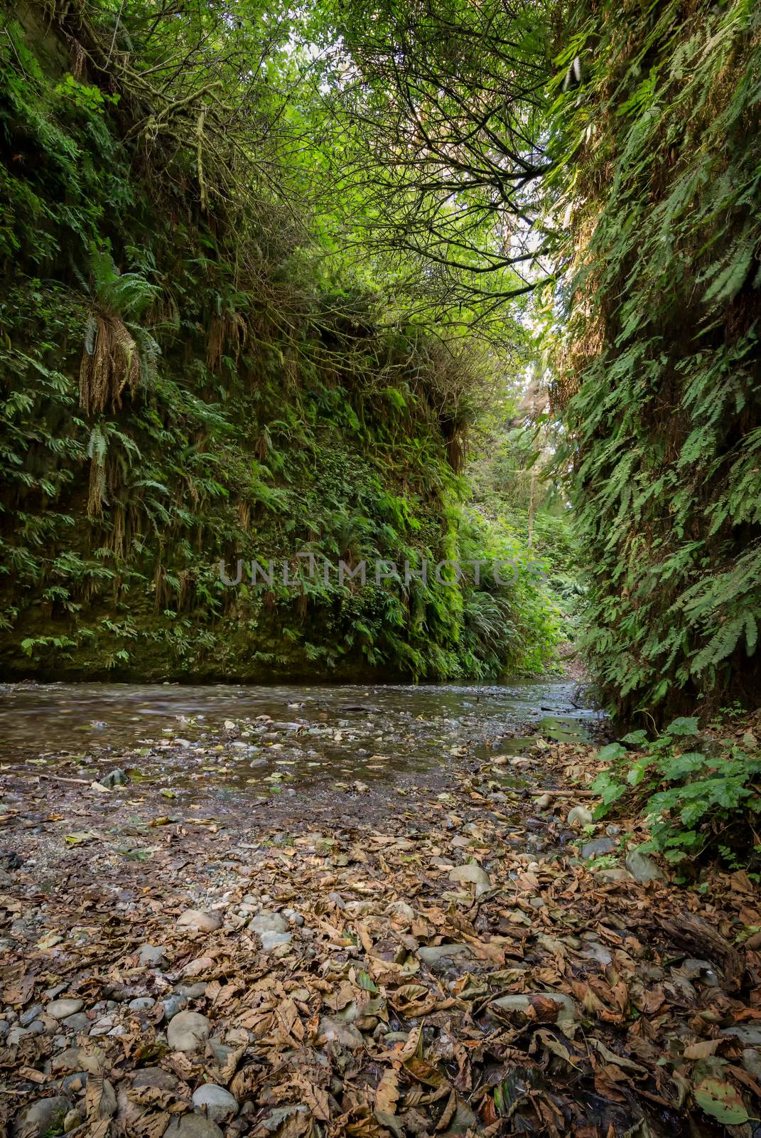 Fern Canyon in Humboldt County, California by backyard_photography