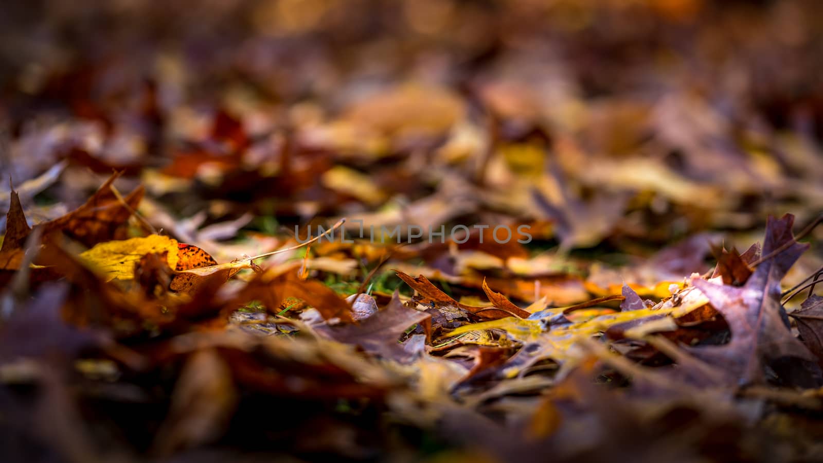 Fallen Leaves Decaying on the Canopy Floor