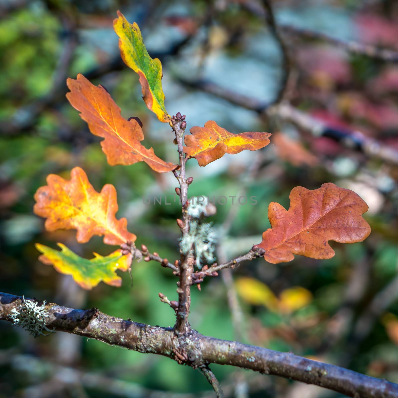 Oak Leaves Decaying on a Tree in Autumn by phil_bird