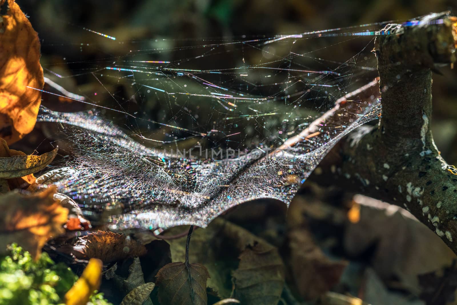 Spiders Web Backlit by Autumn Sunshine by phil_bird