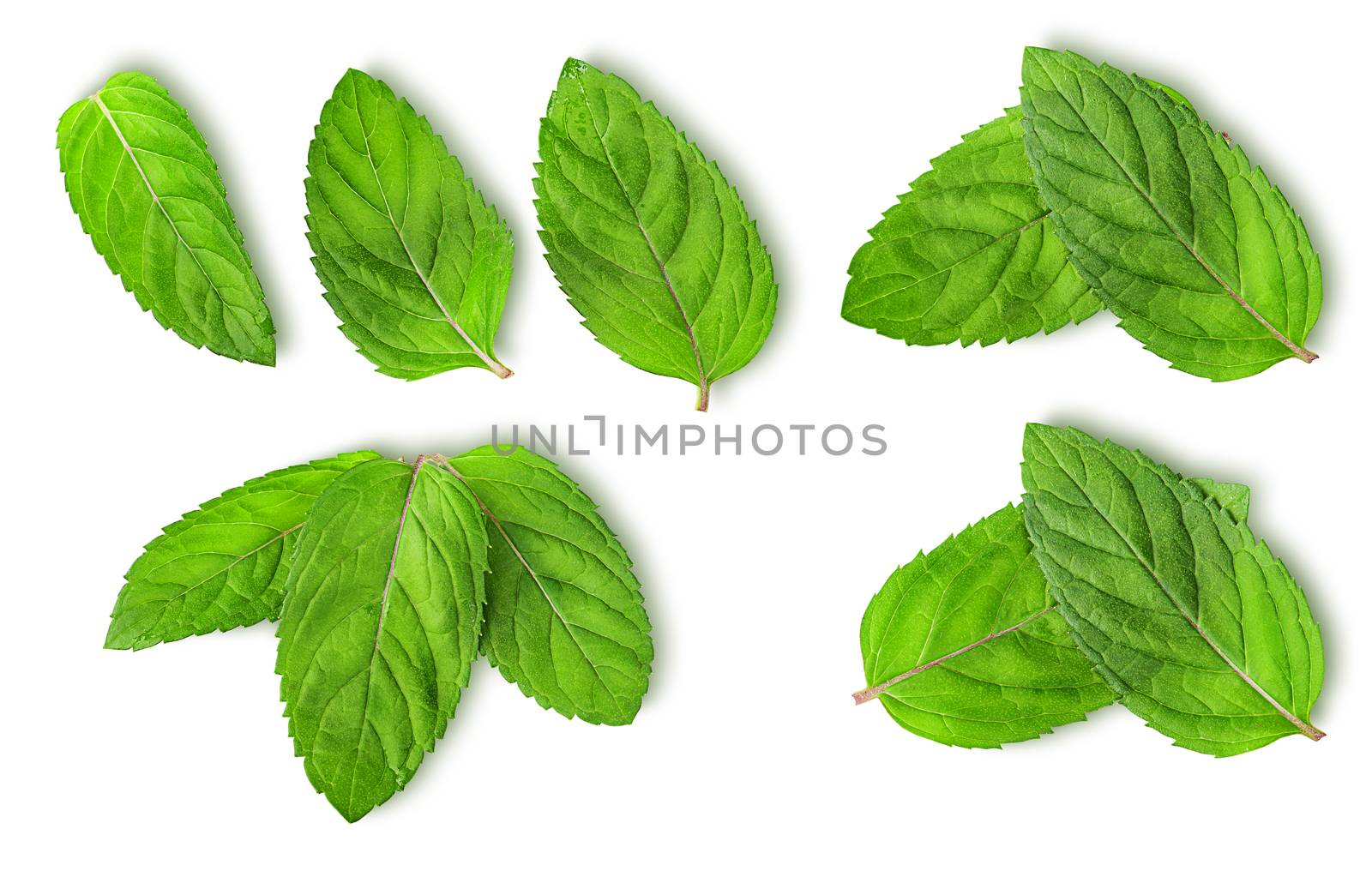 Fresh mint leaves isolated on white background. Studio macro