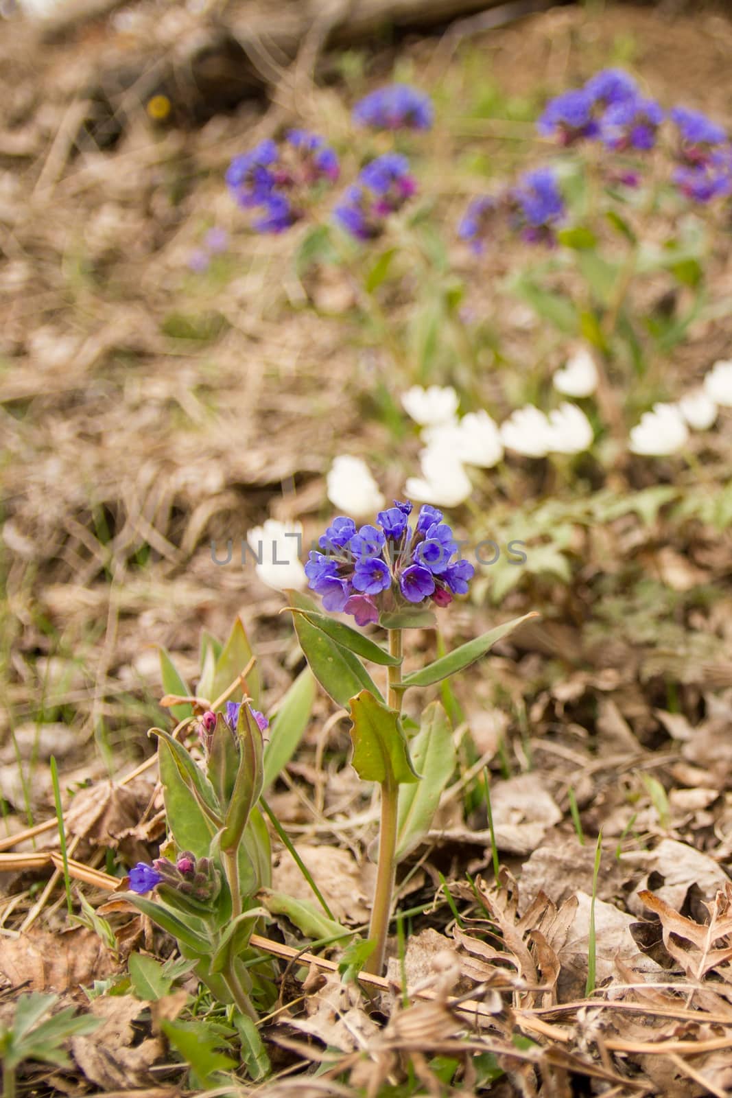 the first spring flowers field in a clearing in the woods