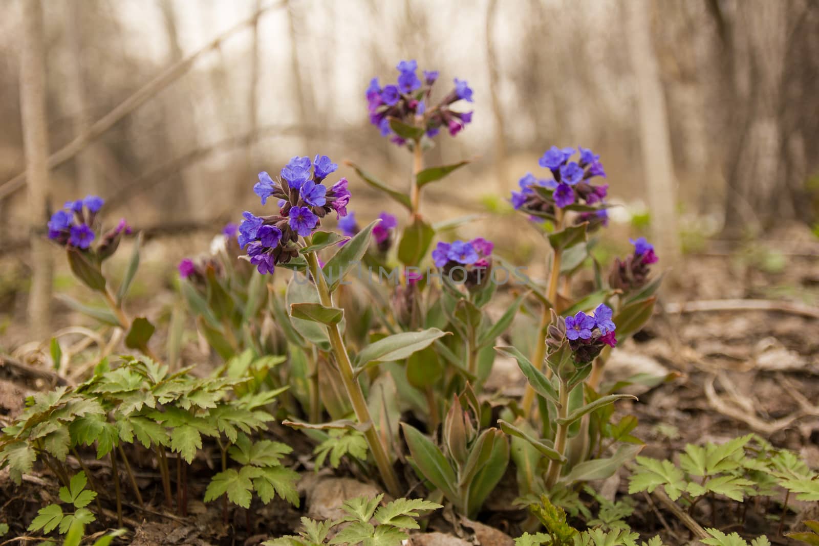 the first spring flowers field in a clearing in the woods