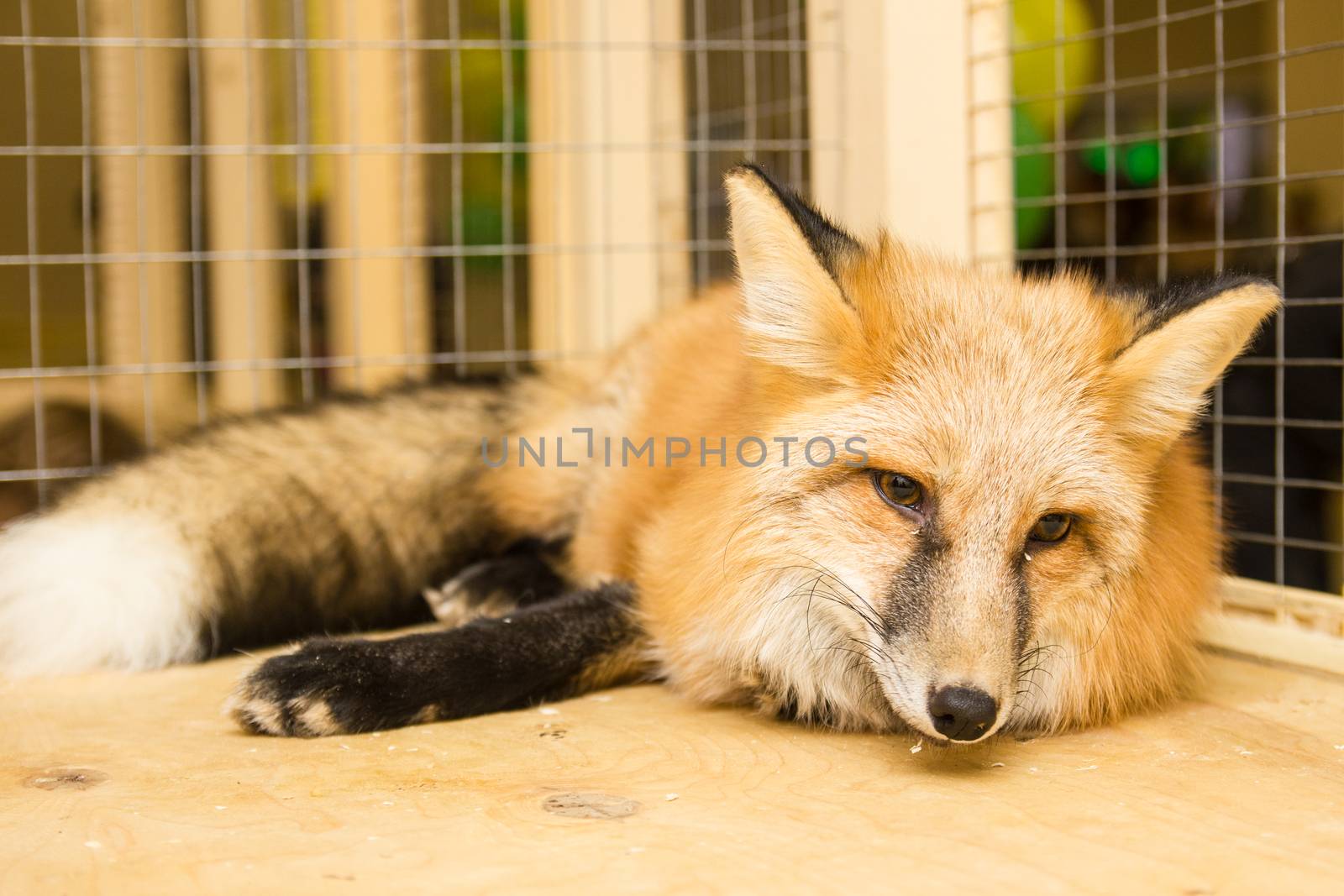 tired Fox in the petting zoo sleeping