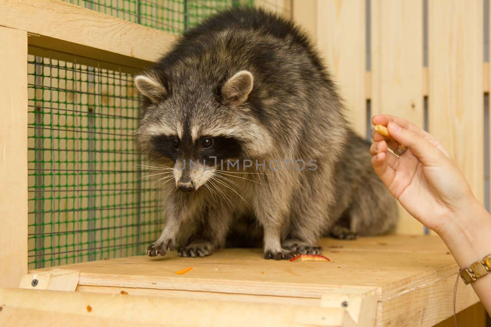 raccoon petting zoo sits on the site