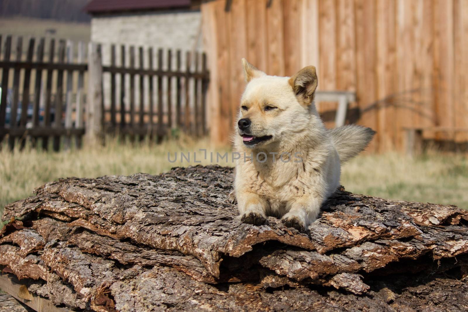 little red dog is guarding the territory near the house