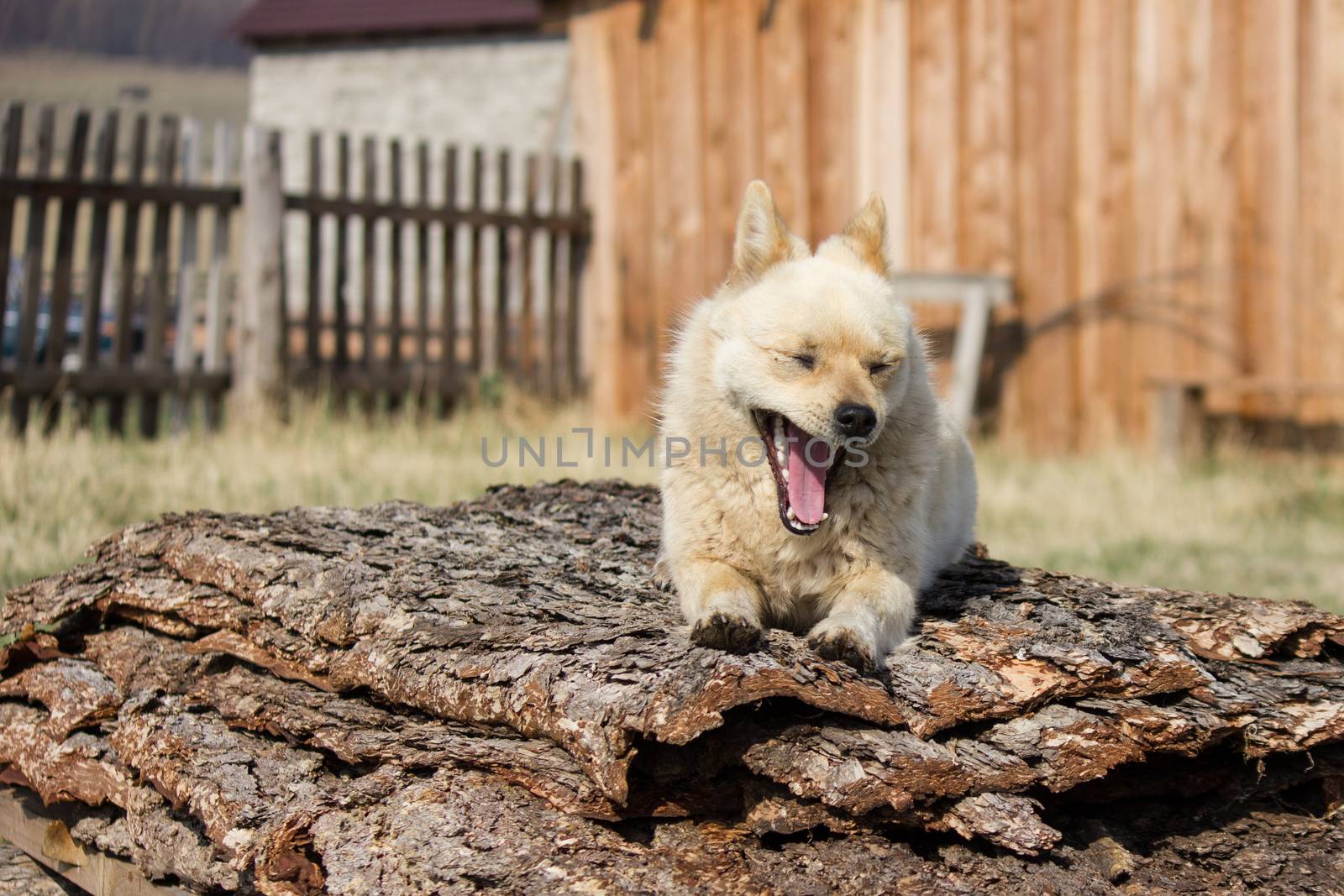 little red dog yawns and guarding the territory near the house