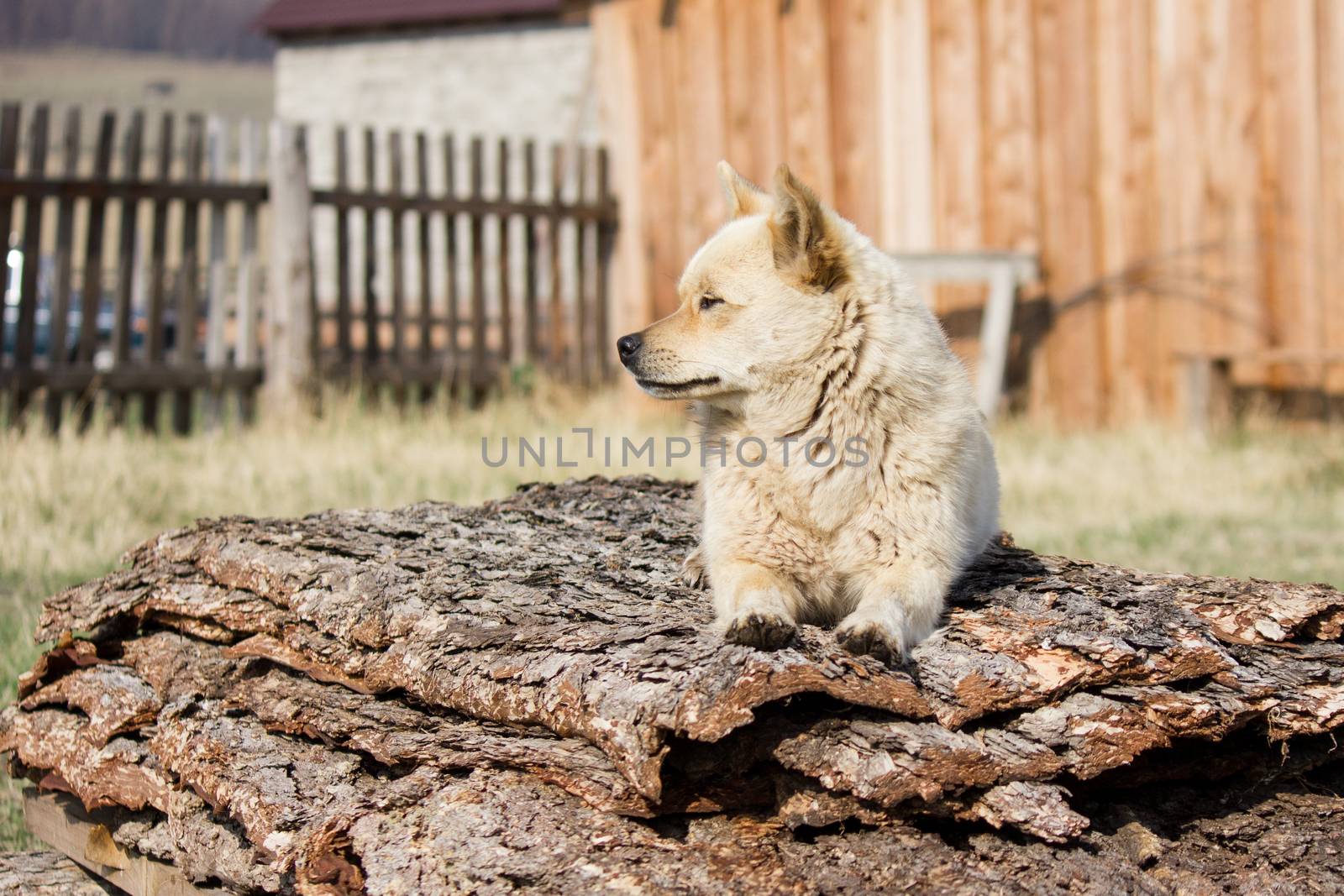 little red dog is guarding the territory near the house